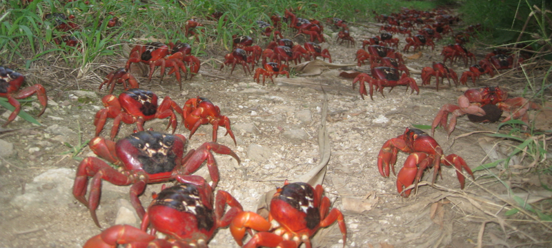 Image: Ian Usher/Wikimedia